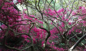 Antre-Reiki Annick GERARDIN 75003 Paris