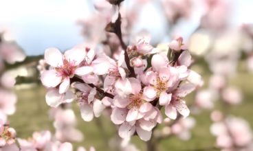 Fannie HUGUES – Reiki / Lahochi